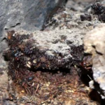Shilajit: wat is het en waarom is het zo populair?